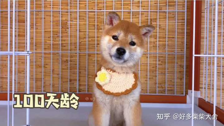 请问柴犬这种黑豆豆眉毛正常吗 知乎 请问柴犬这种黑豆豆眉毛正常吗 知乎
