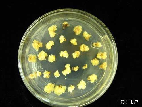 脱分化和再分化什么意思？有什么区别？ - 知乎