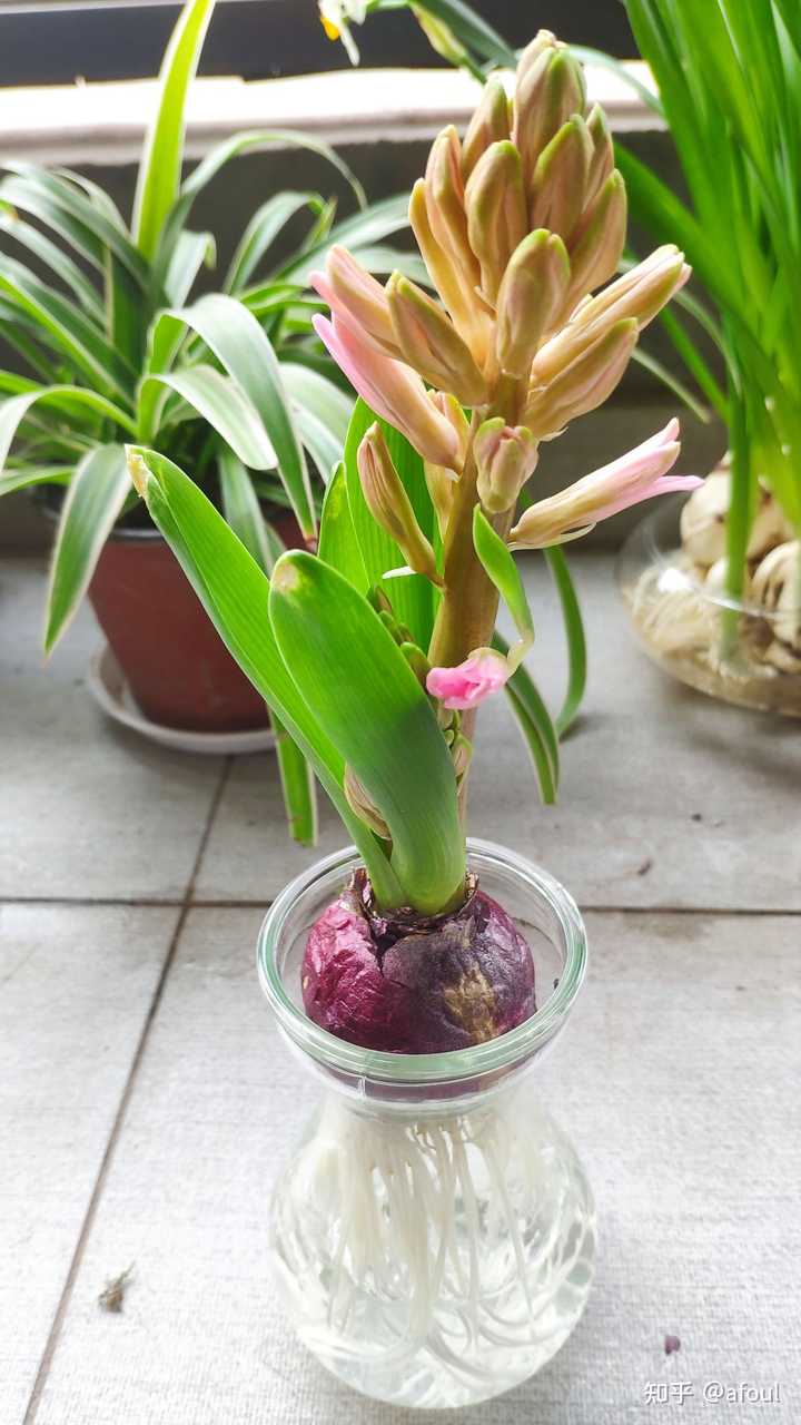 大家都养什么水培植物 知乎 大家都养什么水培植物 知乎