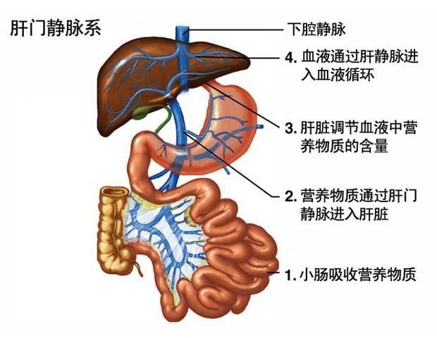 肝脏血液循环解剖图图片