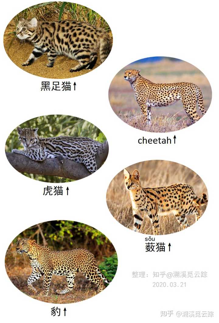 有哪些常被认错的动物 知乎 有哪些常被认错的动物 知乎