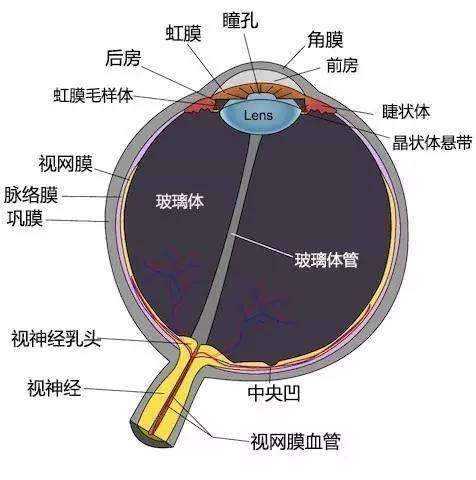 但我却不能无脑吹…因为单纯从光学角度看,眼球真的算不上什么了不