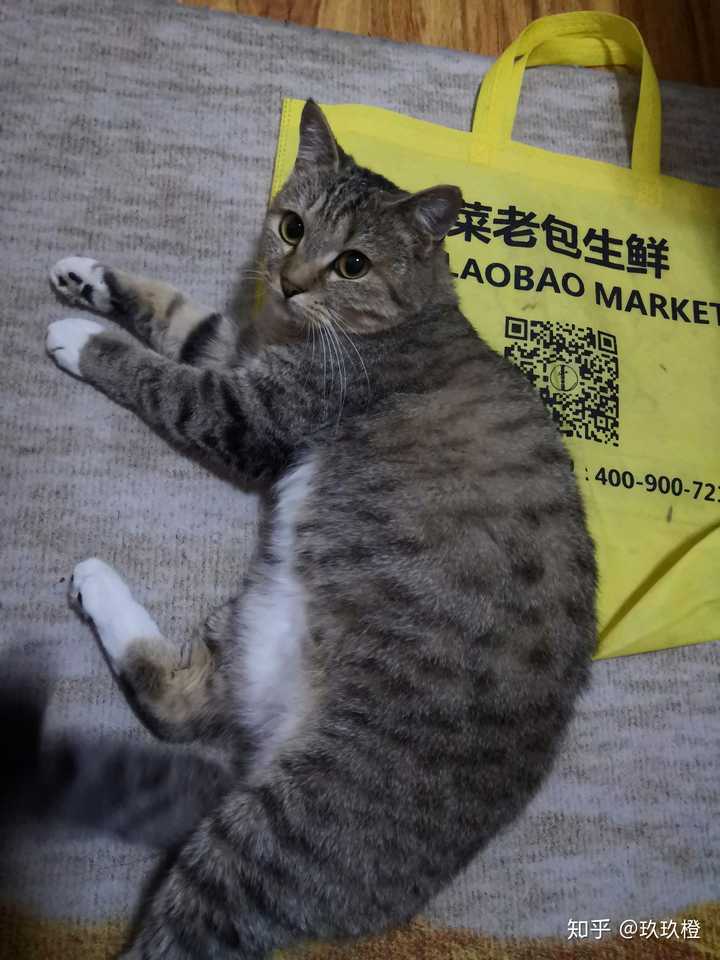 你的猫怎么得来的?