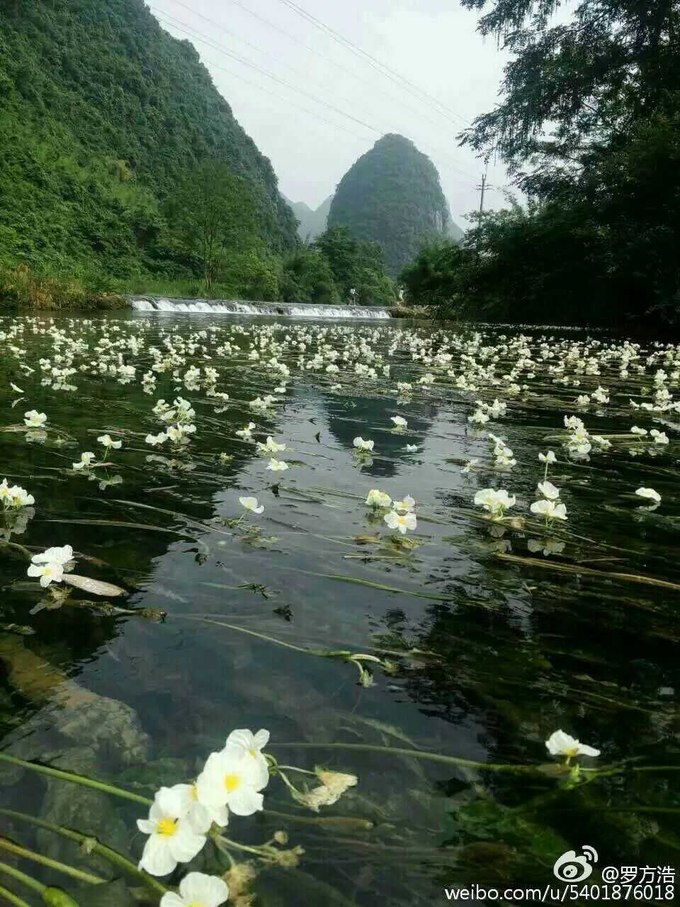 桂林百寿镇乌石海菜花实景照片,见识一下呗