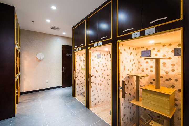 选择宠物寄样需注意: 寄养环境,是否以宠物视觉的角度,增加了小动物们