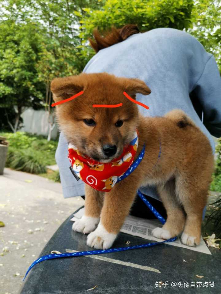 柴白手套过渡线比这模糊,毛色也不对,骨架偏小,各方面基因都不是柴犬