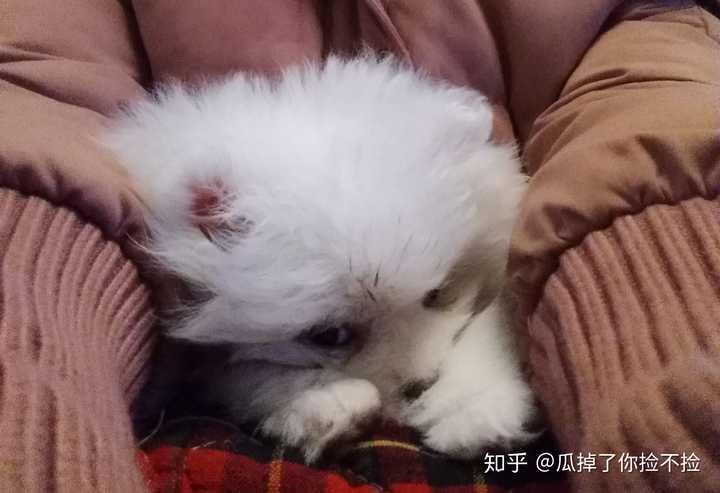 养一只博美是一种怎样的体验 知乎 养一只博美是一种怎样的体验 知乎