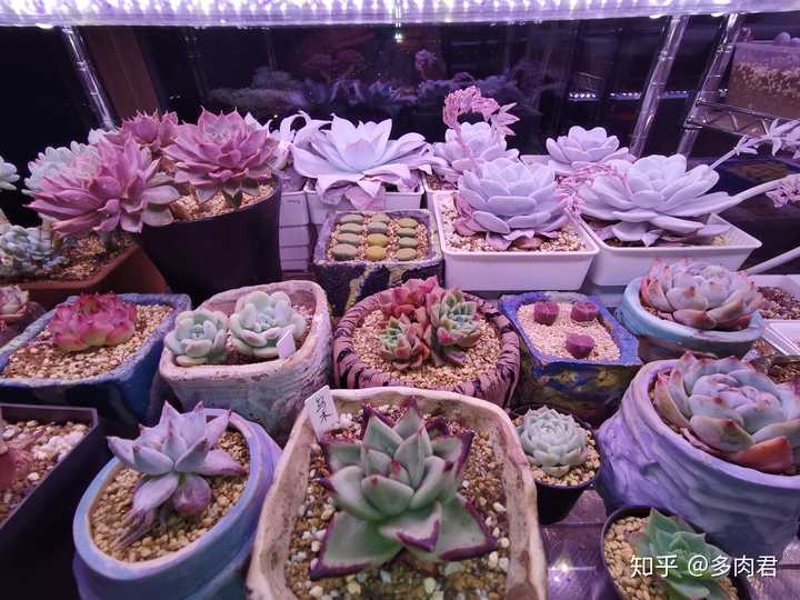 现在淘宝上多肉植物的补光灯靠谱吗 知乎 现在淘宝上多肉植物的补光灯靠谱吗 知乎