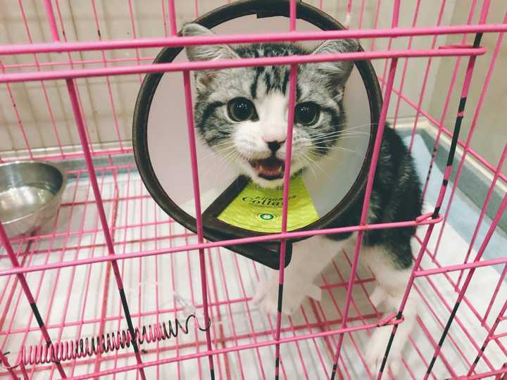 养猫要做好什么准备 包括哪些心理准备 知乎 养猫要做好什么准备 包括哪些心理准备 知乎