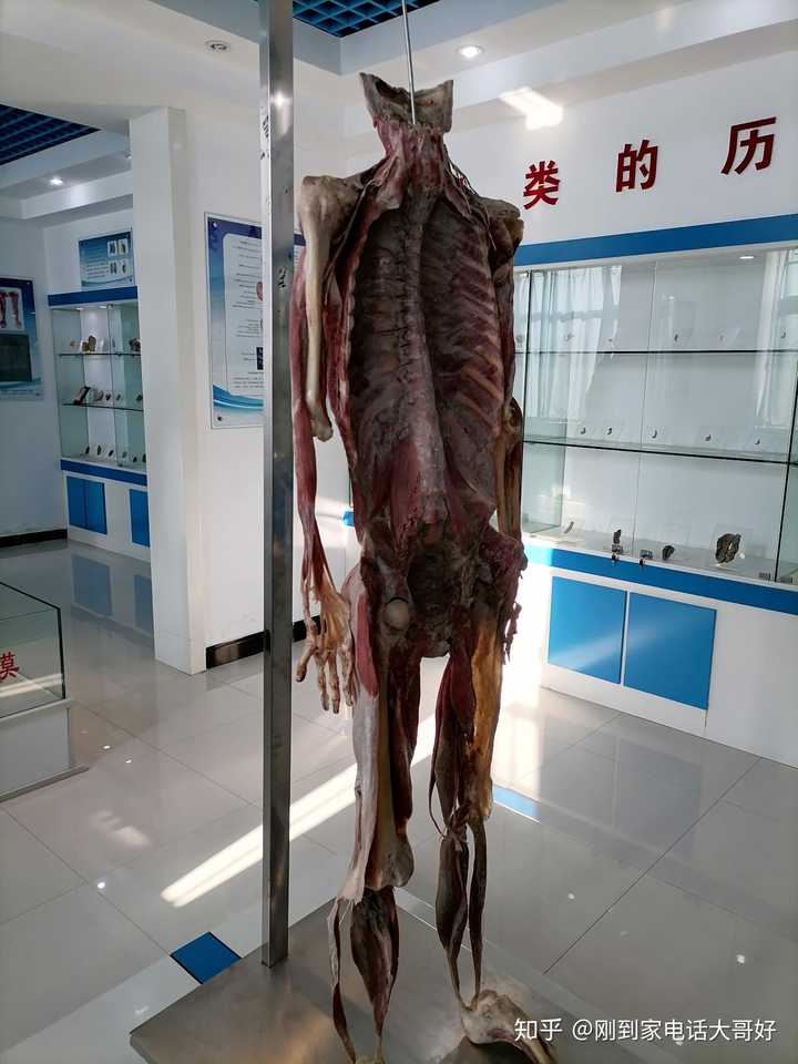 上完人体解剖课身心都感觉很难受是不是太矫情