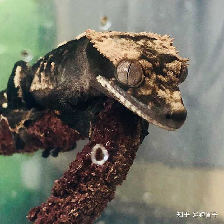 睫角守宫可以在宿舍里养吗 狗青子的回答 知乎 睫角守宫可以在宿舍里养吗 狗青子的回答 知乎
