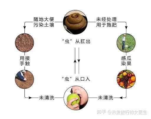 人体寄生虫有多少种? - 知乎