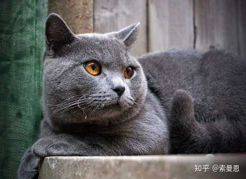 新手第一次养猫 英短 美短 暹罗 哪个好养点 知乎 新手第一次养猫 英短 美短 暹罗 哪个好养点 知乎
