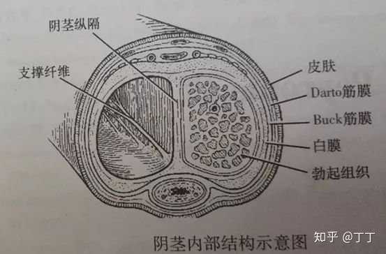 阴茎淋巴管硬结症?