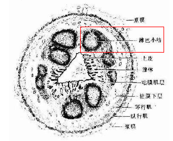 人类身上还有什么其他动物进化的残余?