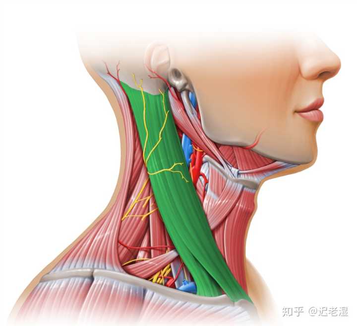 影響顏值只是一方面, 胸鎖乳突肌緊張,會使同側的斜方肌代償,最終 同