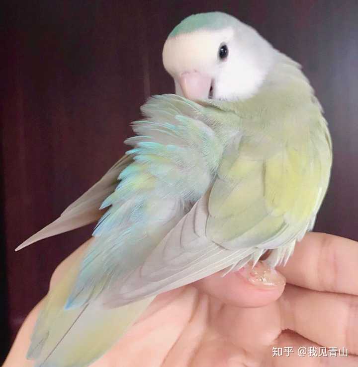 之前还见过很好看的香芋紫的牡丹,也就500块一只,但是找不到照片了