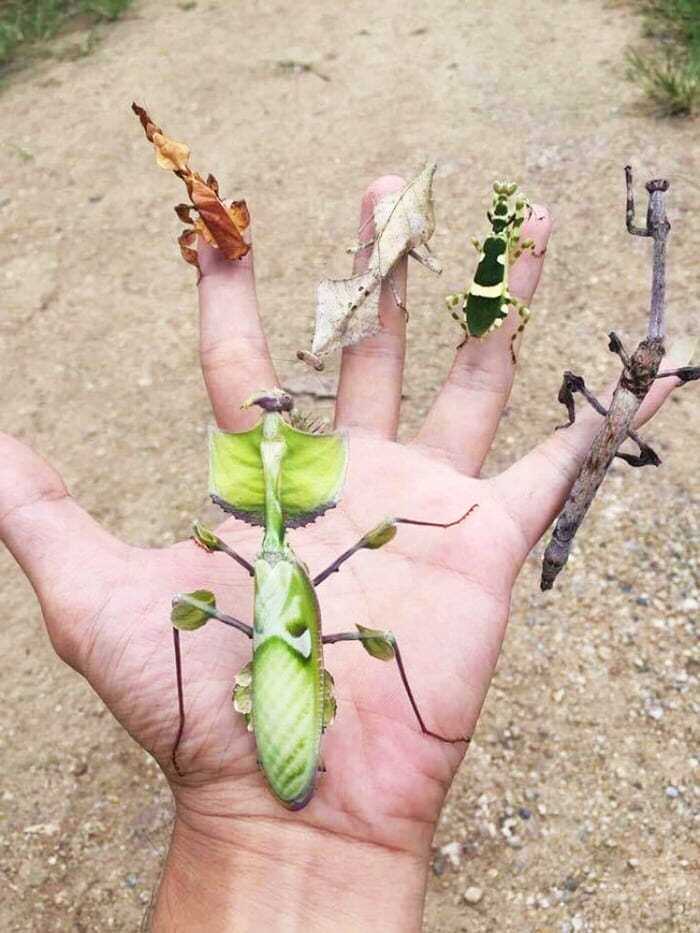 有哪些适合家养的奇怪宠物?