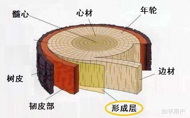 带着孩子去植物园，如何帮助他理解树木的年轮是怎么形成的？ - 知乎
