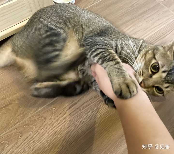 养雀猫(麻猫)是一种怎样的体验? - 知乎
