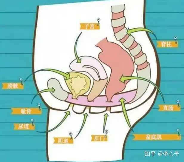 盆底肌的位置非常特殊,是支撐骨盆底的一組重要內部肌肉群.