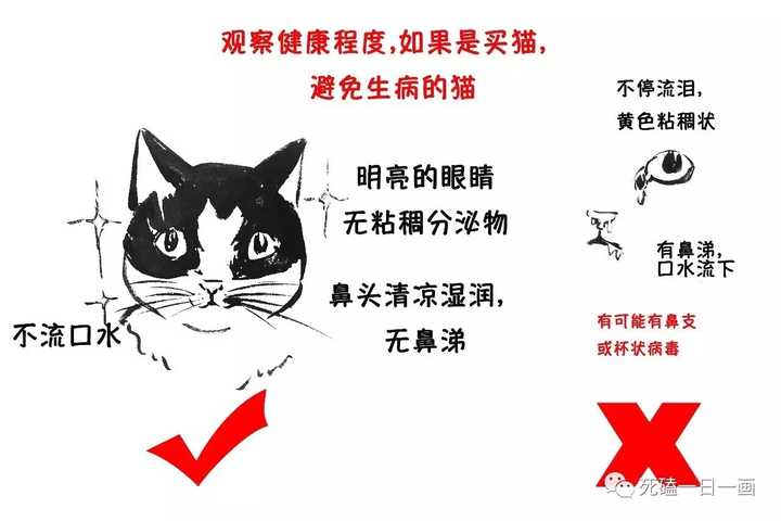 养猫要做好什么准备 包括哪些心理准备 知乎