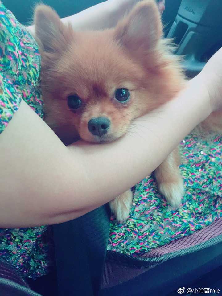 一脸懵懂无知的样子,乖巧的趴着,阳光很好,她也很好