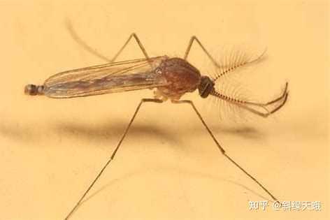 如何区分蚊子公母,避免打死公蚊子,冤枉好蚊子? - 知乎