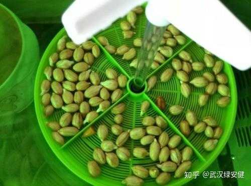 土豆发芽后刮掉芽还能吃吗 知乎 土豆发芽后刮掉芽还能吃吗 知乎