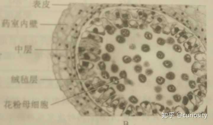 百合花粉母细胞装片图 次级卵泡手绘图 次级精母细胞图片