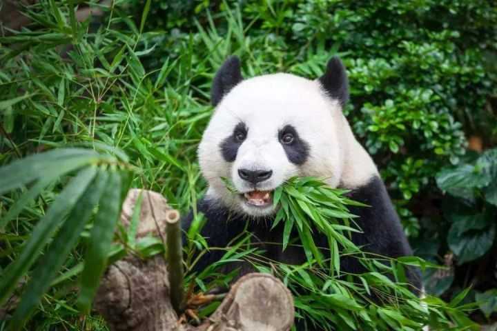 去的話可以在春熙路,寬窄巷子,杜甫草堂坐專車過去~ 大一點的熊貓就在