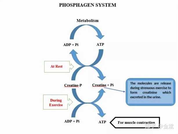 有氧运动和无氧运动有哪些区别 知乎