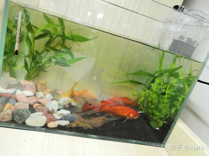 如何优雅地在宿舍养金鱼 知乎 如何优雅地在宿舍养金鱼 知乎
