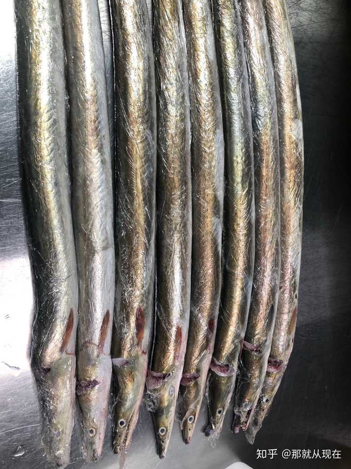 如何看待日本从福建进口鳗鱼 国鳗跟日鳗比有区别吗 知乎