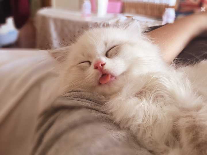 养布偶猫是种怎样的体验?