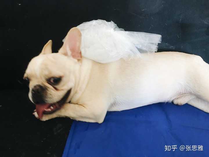 养法国斗牛犬是怎样的体验 知乎