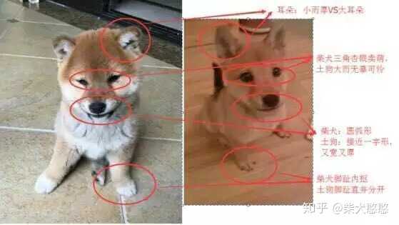 柴犬怎么看纯不纯 柴犬聪明吗 不纯的柴犬长大后的样子