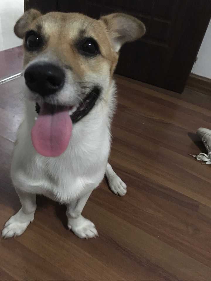 狗狗留置针怎么才能扎的又准又好 知乎 狗狗留置针怎么才能扎的又准又好 知乎