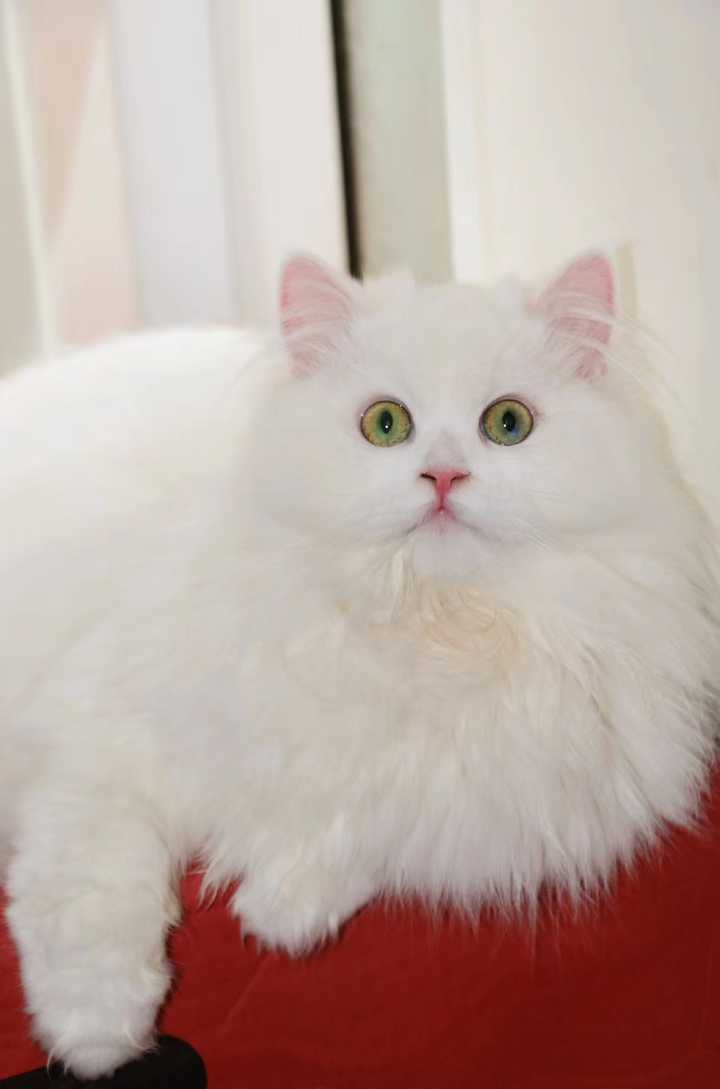 你的宠物毛发有多好怎么养出毛发漂亮的宠物