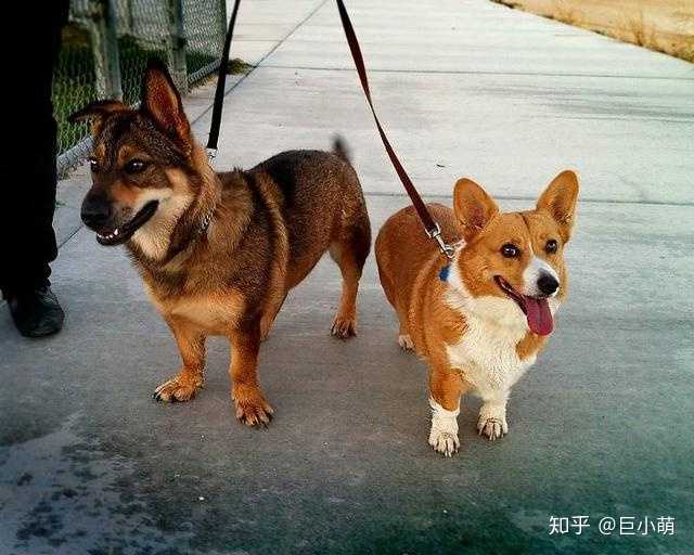 有哪些可爱的短腿儿小动物?