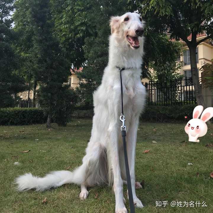 养一只苏俄猎狼犬是什么体验? - 知乎