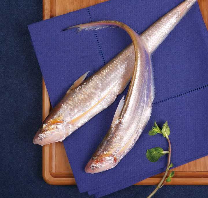 长江淡水带鱼图片