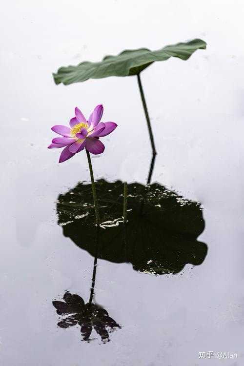 天真的本质是什么？ 知乎