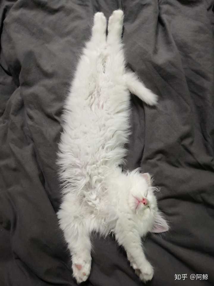 狮子猫为什么被炒到了几千块