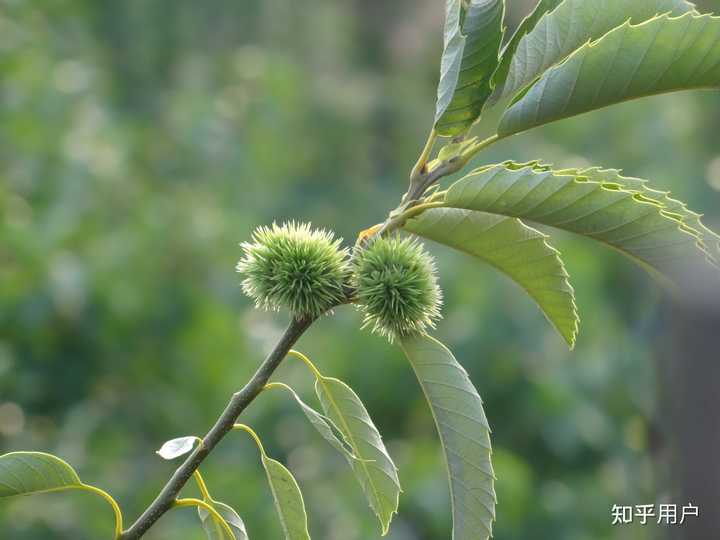 你见过板栗开花吗? - 知乎