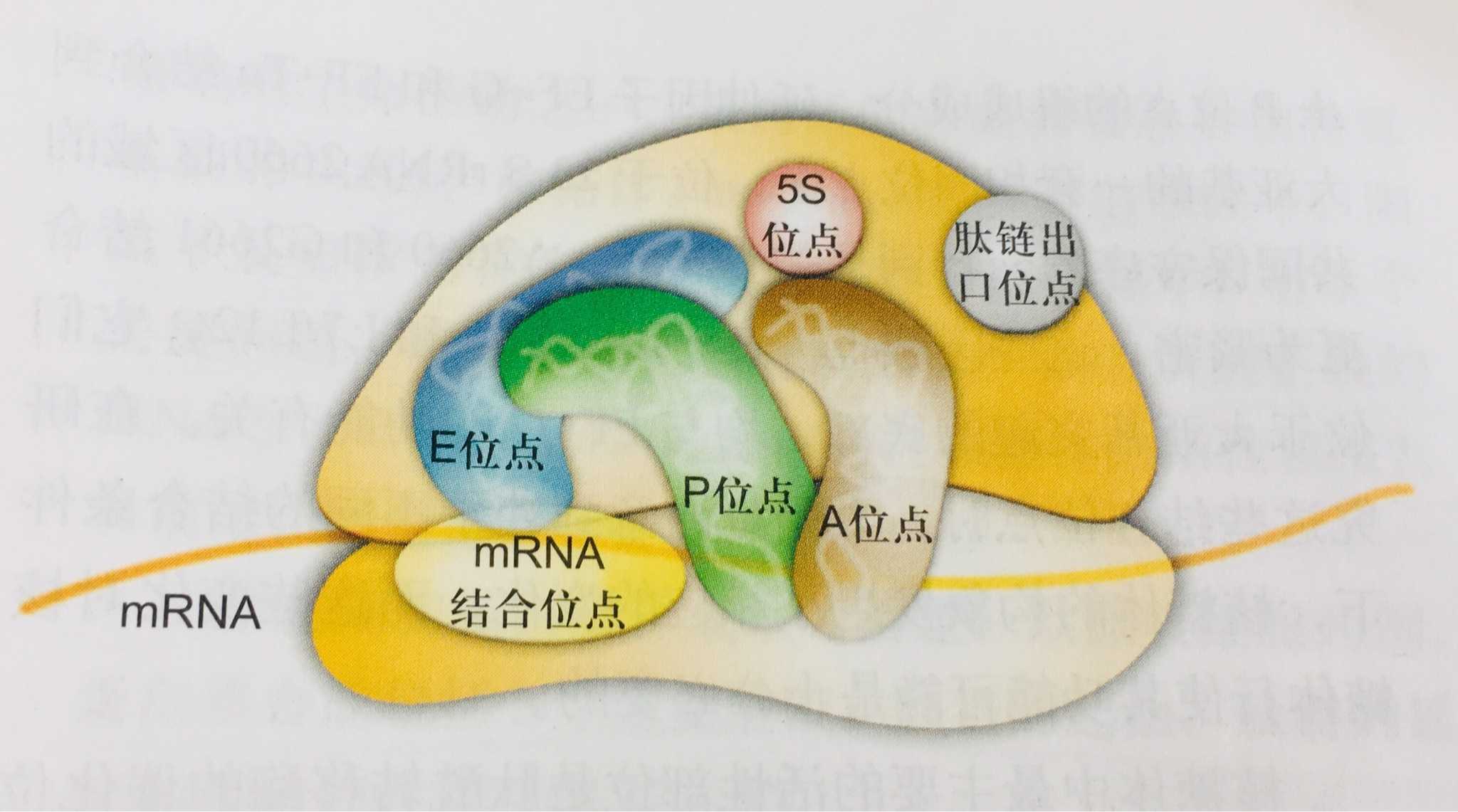 核糖体上具有一系列与蛋白质合成有关的结合位点与催化位点