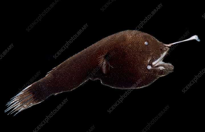 在进化史上有没有特别有趣或者奇葩的进化 Vashtanerada 的回答 知乎