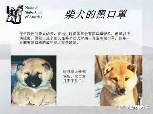 柴犬怎么挑选呢 柴犬千寻的回答 知乎