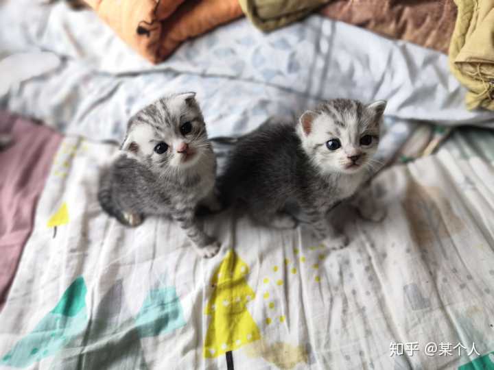 关注问题 67写回答猫美国短毛猫品种猫美短和狸花的串串长什么样子