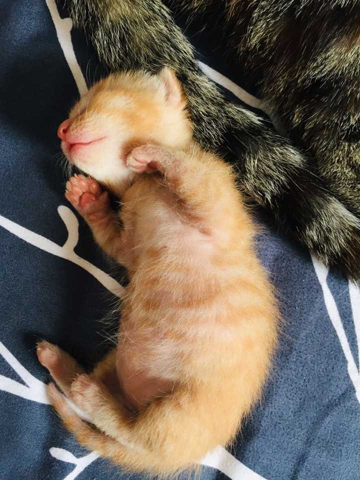 为什么会有橘猫容易长成胖子的说法?